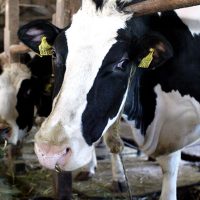 Analisi NIR feci bovine