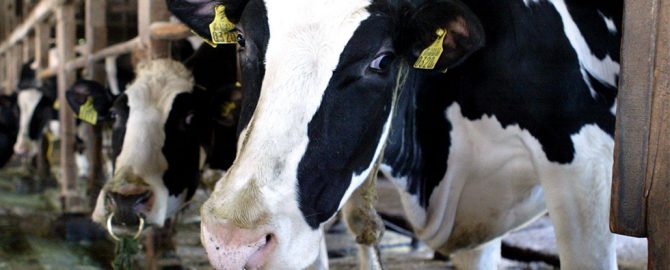 Analisi NIR feci bovine